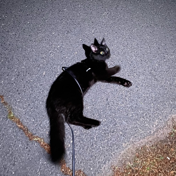 Meet your Posher, Marissa - Picture 2 of 2